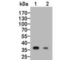 RGMA Antibody in Western Blot (WB)