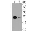 MAD4 Polyclonal Antibody