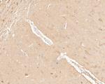 COX5B Antibody in Immunohistochemistry (Paraffin) (IHC (P))