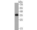 SPRY2 Antibody in Western Blot (WB)