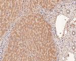 IL-32 Antibody in Immunohistochemistry (Paraffin) (IHC (P))