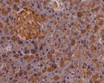 Trypsin 2 Antibody in Immunohistochemistry (Paraffin) (IHC (P))