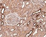 KCNK6 Antibody in Immunohistochemistry (Paraffin) (IHC (P))