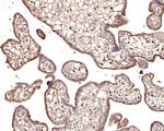 KCNK6 Antibody in Immunohistochemistry (Paraffin) (IHC (P))
