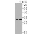 KCNK6 Antibody in Western Blot (WB)