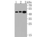 Kallikrein 11 Polyclonal Antibody