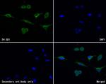 D4-GDI Polyclonal Antibody