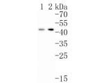 p53R2 Antibody in Western Blot (WB)