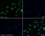 STRAP Polyclonal Antibody