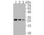 DRAP1 Antibody in Western Blot (WB)