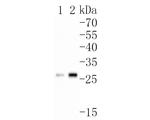 DRAP1 Antibody in Western Blot (WB)