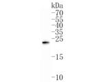 GREM2 Polyclonal Antibody
