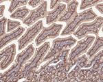 SNW1 Antibody in Immunohistochemistry (Paraffin) (IHC (P))