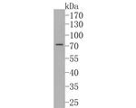 SNW1 Antibody in Western Blot (WB)