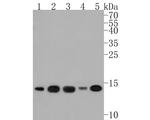 UBE2D1 Antibody in Western Blot (WB)