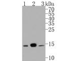 UBE2D3 Antibody in Western Blot (WB)