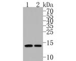 UBE2D3 Antibody in Western Blot (WB)