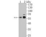 RGS6 Polyclonal Antibody