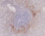 BTNL3 Antibody in Immunohistochemistry (Paraffin) (IHC (P))