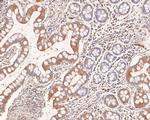 BTNL3 Antibody in Immunohistochemistry (Paraffin) (IHC (P))