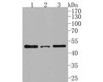 BTNL3 Antibody in Western Blot (WB)