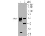 BTNL8 Antibody in Western Blot (WB)