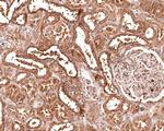 CLCN2 Antibody in Immunohistochemistry (Paraffin) (IHC (P))
