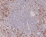 Granzyme B Antibody in Immunohistochemistry (Paraffin) (IHC (P))