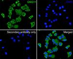 GNG11 Polyclonal Antibody