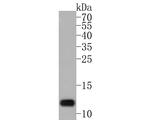 GNG11 Antibody in Western Blot (WB)