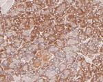 EEF1G Antibody in Immunohistochemistry (Paraffin) (IHC (P))