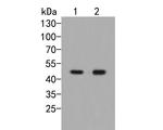 EEF1G Antibody in Western Blot (WB)