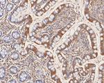 FARS2 Antibody in Immunohistochemistry (Paraffin) (IHC (P))