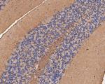 FARS2 Antibody in Immunohistochemistry (Paraffin) (IHC (P))