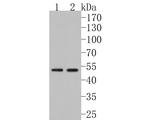 FARS2 Antibody in Western Blot (WB)