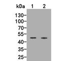INHA Antibody in Western Blot (WB)
