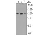 CSF3R Antibody in Western Blot (WB)