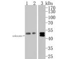 GABRA2 Polyclonal Antibody