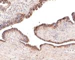 CD123 Antibody in Immunohistochemistry (Paraffin) (IHC (P))
