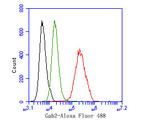 GAB2 Antibody in Flow Cytometry (Flow)