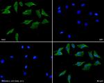 GAB2 Antibody in Immunocytochemistry (ICC/IF)