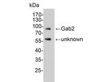 GAB2 Antibody in Western Blot (WB)