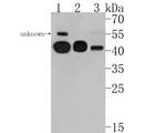 HLA-E Polyclonal Antibody