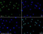 WWTR1 Antibody in Immunocytochemistry (ICC/IF)