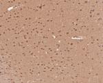 WWTR1 Antibody in Immunohistochemistry (Paraffin) (IHC (P))