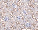 ARHGEF18 Polyclonal Antibody