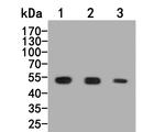 BMP-10 Polyclonal Antibody