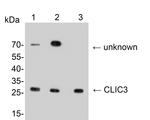 CLIC3 Antibody in Western Blot (WB)