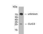 CLIC3 Antibody in Western Blot (WB)
