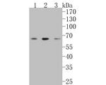 LRRTM1 Antibody in Western Blot (WB)